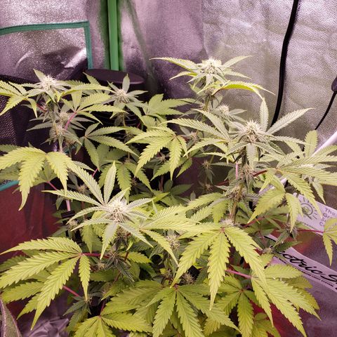 Grapefruit Cookies growlog timeline photo