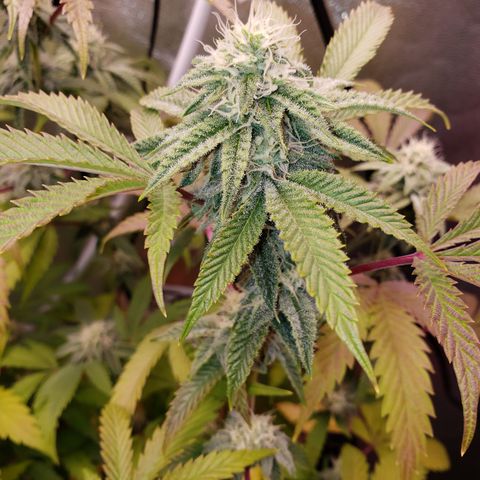 Grapefruit Cookies growlog timeline photo