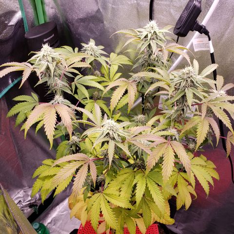Grapefruit Cookies growlog timeline photo
