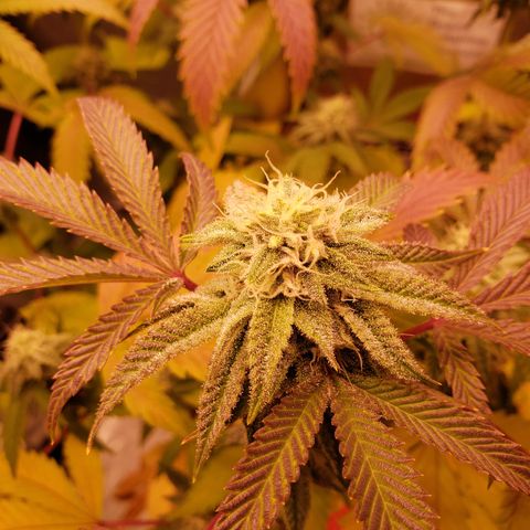 Grapefruit Cookies growlog timeline photo