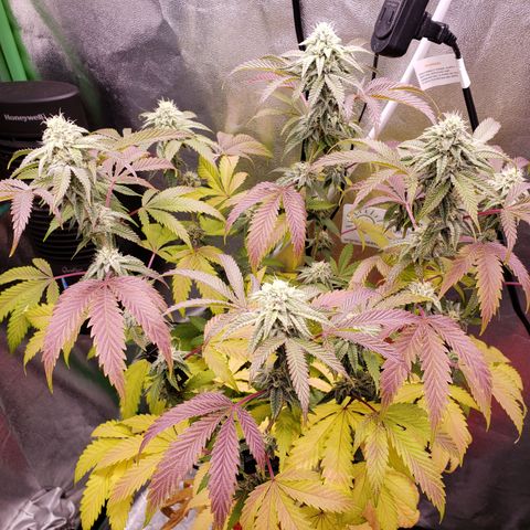 Grapefruit Cookies growlog timeline photo