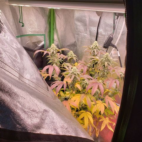 Grapefruit Cookies growlog timeline photo