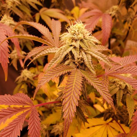 Grapefruit Cookies growlog timeline photo