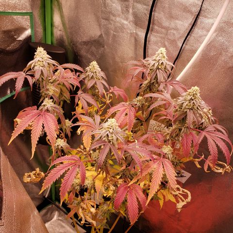 Grapefruit Cookies growlog timeline photo