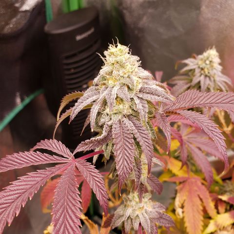 Grapefruit Cookies growlog timeline photo
