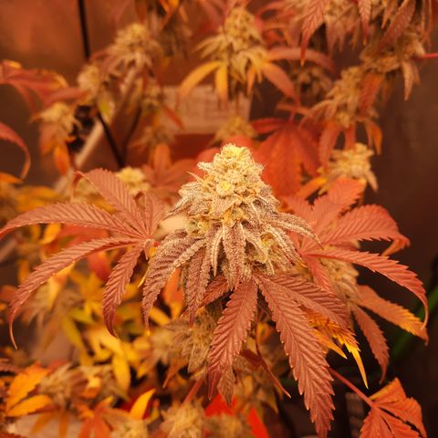 Grapefruit Cookies growlog timeline photo