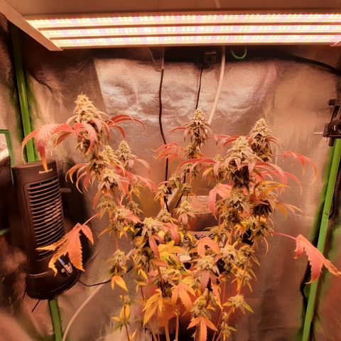 Grapefruit Cookies growlog timeline photo