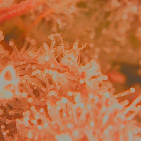 Grapefruit Cookies growlog timeline photo