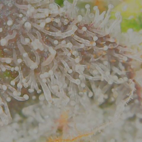 Grapefruit Cookies growlog timeline photo
