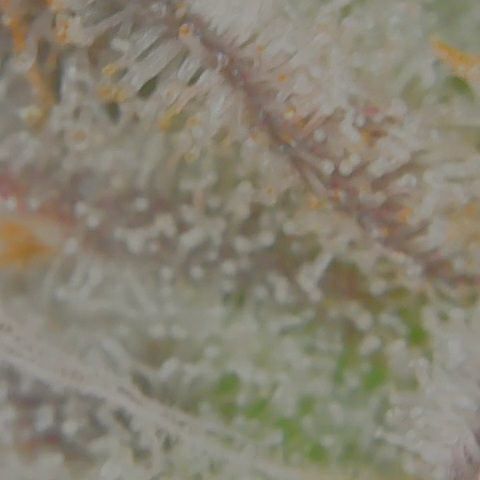 Grapefruit Cookies growlog timeline photo