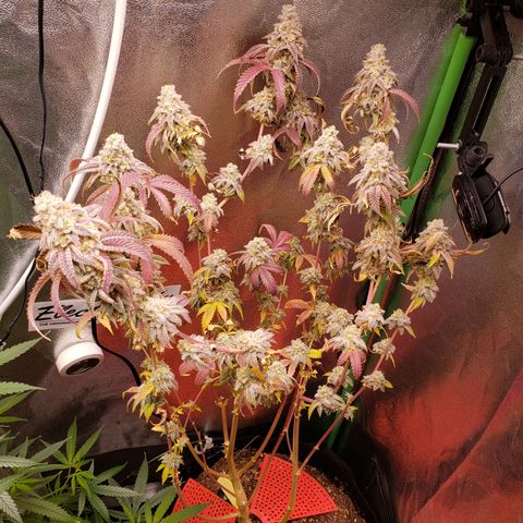 Grapefruit Cookies growlog photo: Chop Day