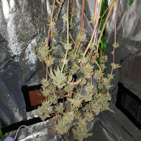 Grapefruit Cookies growlog timeline photo
