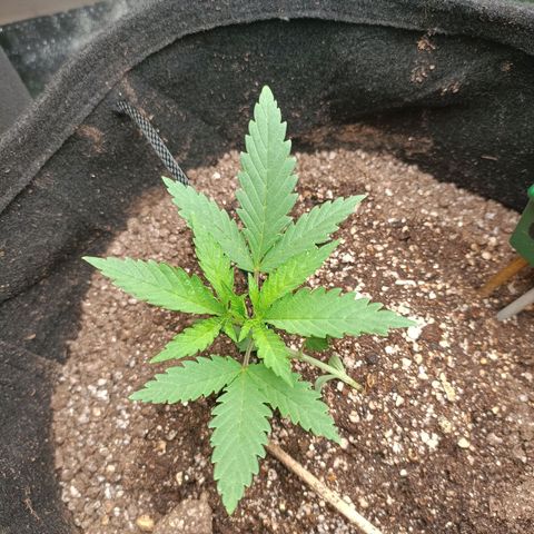Janice growlog timeline photo