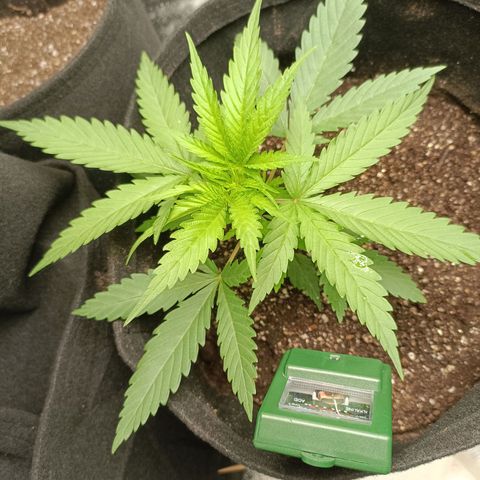 Janice growlog timeline photo