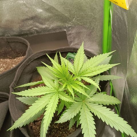 Janice growlog timeline photo