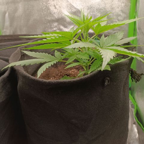 Janice growlog timeline photo