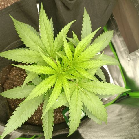 Janice growlog photo: Rega 1600 ml humus1ml/L