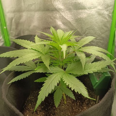 Janice growlog photo: Rega 1600 ml humus1ml/L