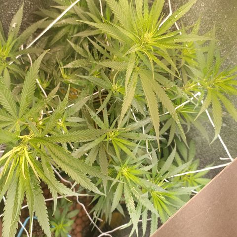 Janice growlog timeline photo