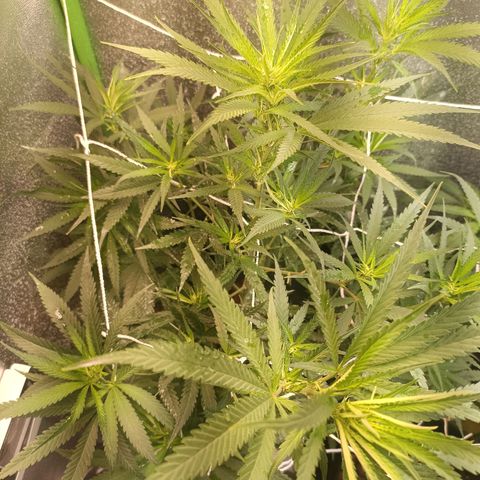 Janice growlog timeline photo