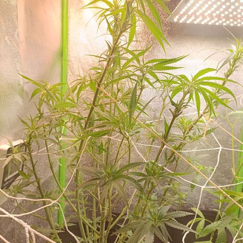 Janice growlog timeline photo