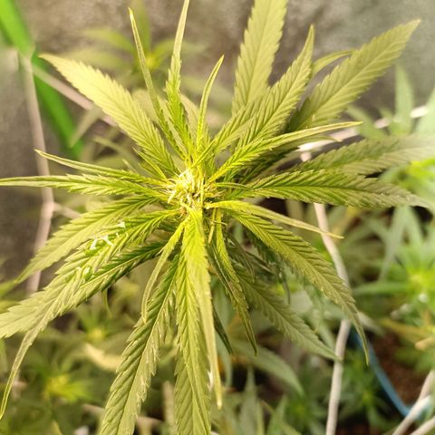 Janice growlog timeline photo
