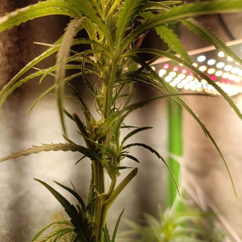 Janice growlog timeline photo