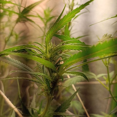 Janice growlog timeline photo