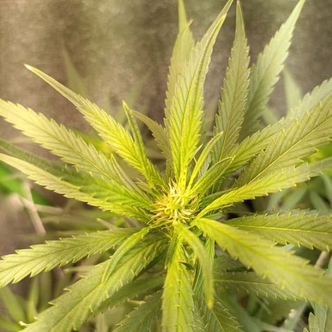 Janice growlog timeline photo
