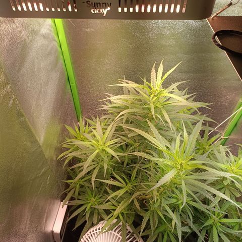 Janice growlog timeline photo