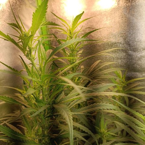 Janice growlog timeline photo