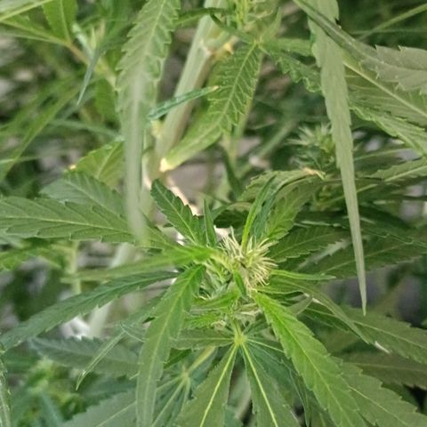 Janice growlog timeline photo