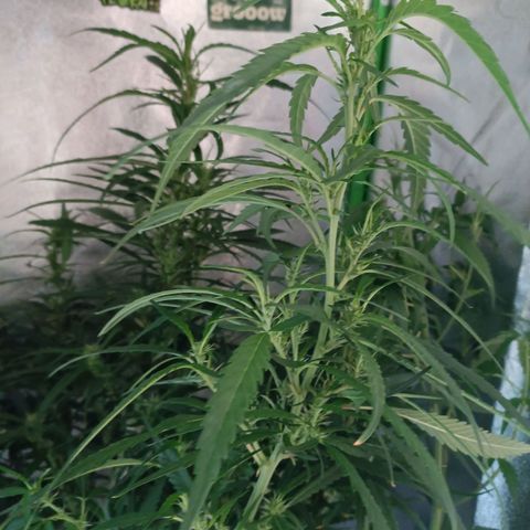 Janice growlog timeline photo