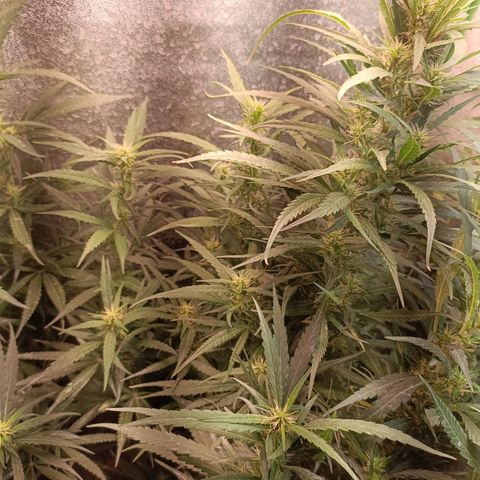 Janice growlog timeline photo