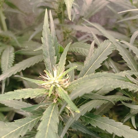 Janice growlog timeline photo