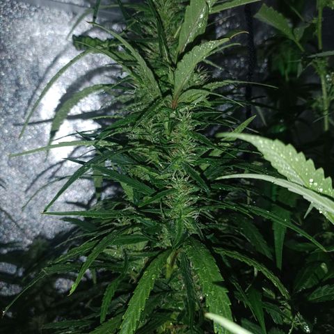 Janice growlog timeline photo