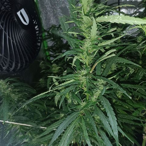 Janice growlog timeline photo
