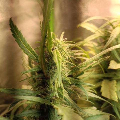 Janice growlog timeline photo