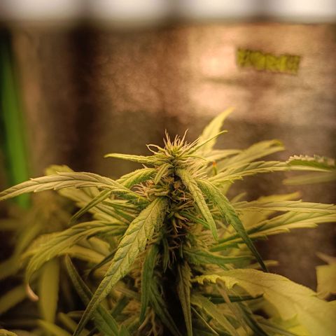 Janice growlog timeline photo