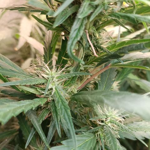 Janice growlog timeline photo