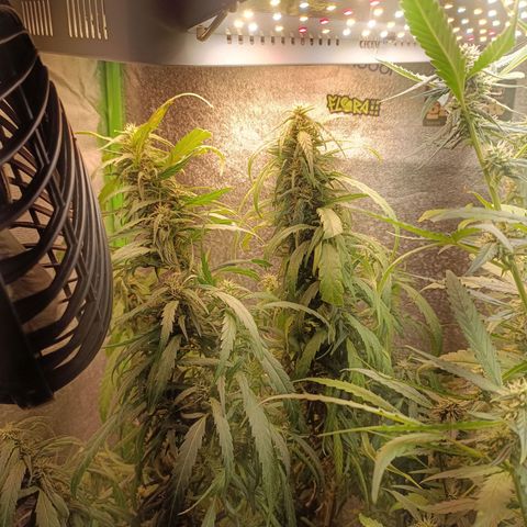 Janice growlog timeline photo