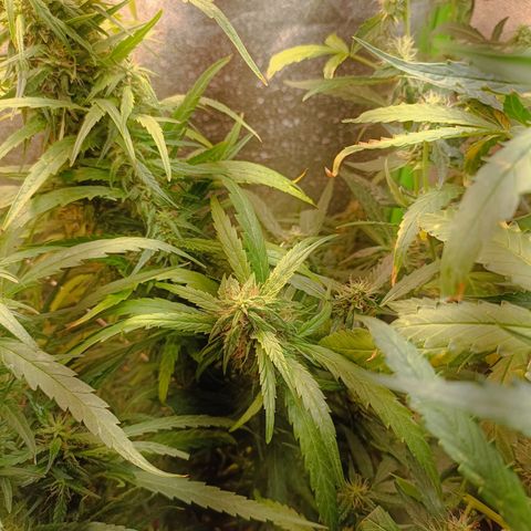 Janice growlog timeline photo