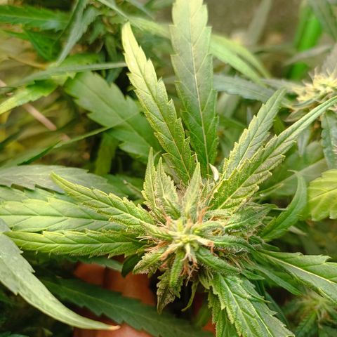 Janice growlog timeline photo