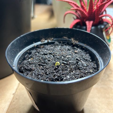 Mango Madness growlog photo: Day 1 Sprouting