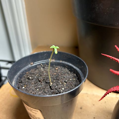 Mango Madness growlog photo: Day 4