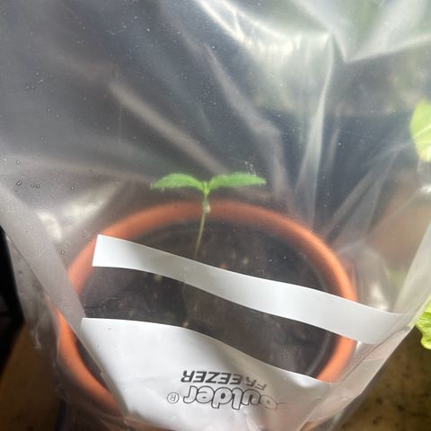 Mango Madness growlog photo: Day 15