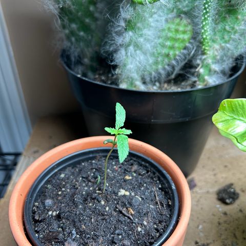 Mango Madness growlog photo: Day19