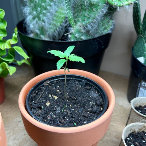 Mango Madness growlog photo: Day 24