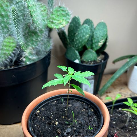 Mango Madness growlog photo: Day 37
