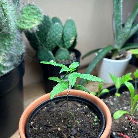 Mango Madness growlog photo: Day 43